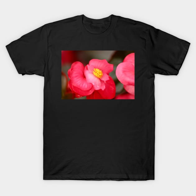 Begonia beauty T-Shirt by SandiLin